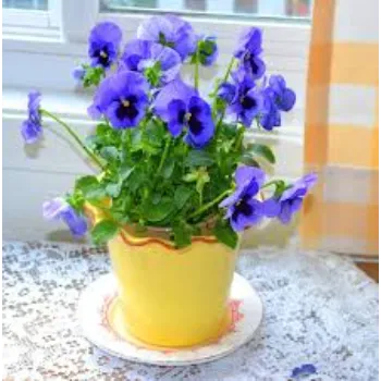 Pansy Plants pansy plants1-8857714-53578.webp